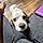 Charlie Bean
