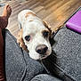 dog, pet, close_up, indoor, wooden_floor, dog_bed, sofa, gray_fabric, wallet, brown_spots, white_fur, cute, looking_up, resting_head, human_leg, cozy, domestic, animal, companion, floor