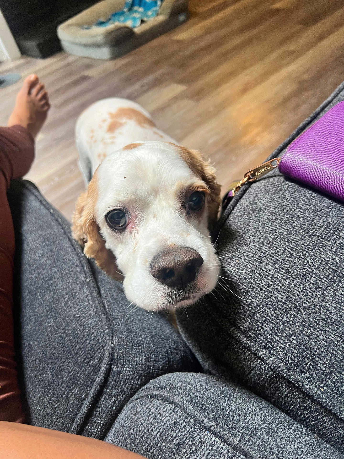 Charlie Bean joined the competition — help win amazing prizes! dog, pet, close_up, indoor, wooden_floor, dog_bed, sofa, gray_fabric, wallet, brown_spots, white_fur, cute, looking_up, resting_head, human_leg, cozy, domestic, animal, companion, floor