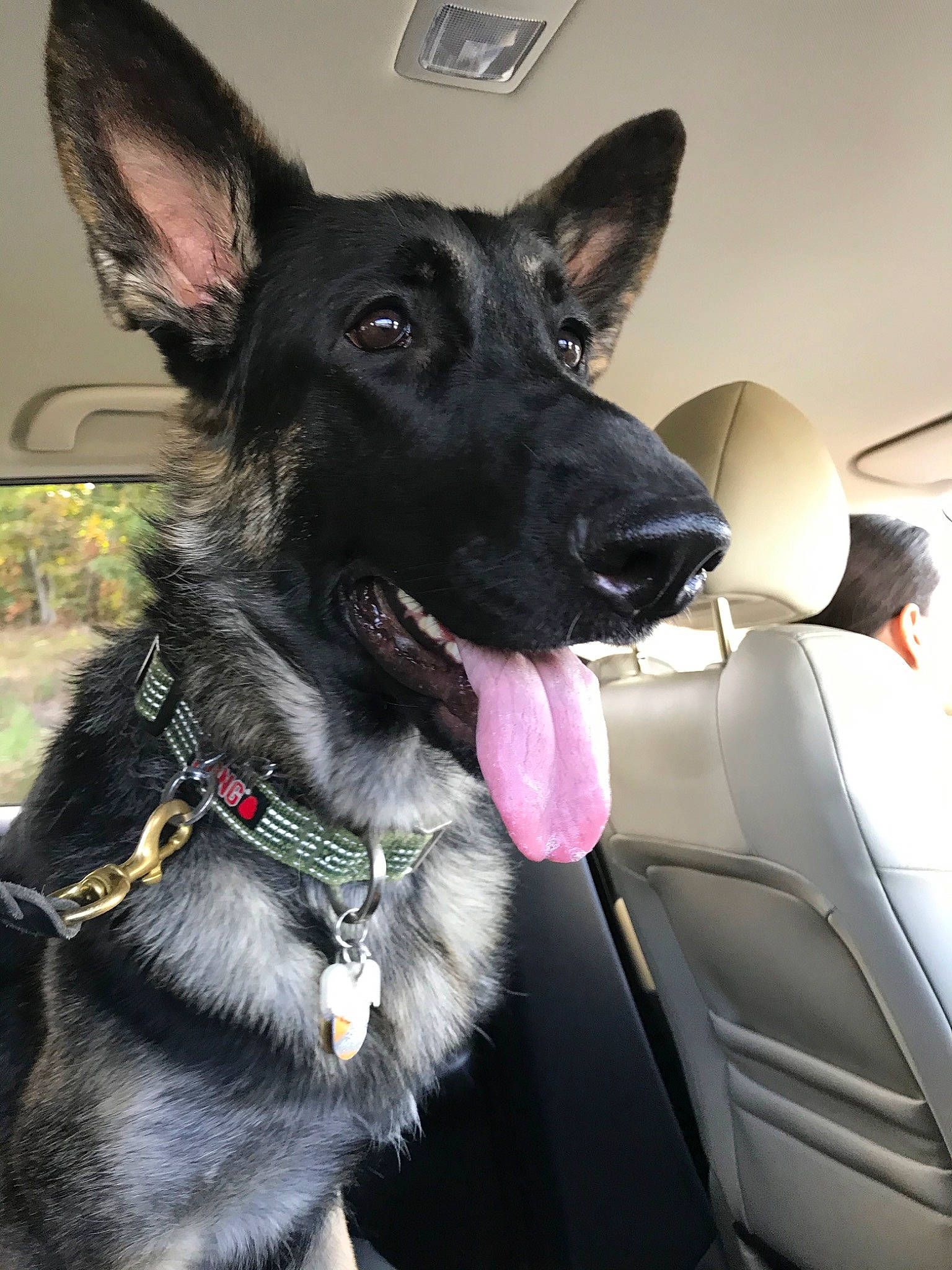 Luna joined the competition — help win amazing prizes! belgian_shepherd, black_norwegian_elkhound, canidae, carnivore, dog, dog_breed, dog_collar, ear, east_european_shepherd, formosan_mountain_dog, german_shepherd_dog, king_shepherd, mammal, police_dog, rare_breed_dog, shiloh_shepherd_dog, snout, sporting_group, vertebrate