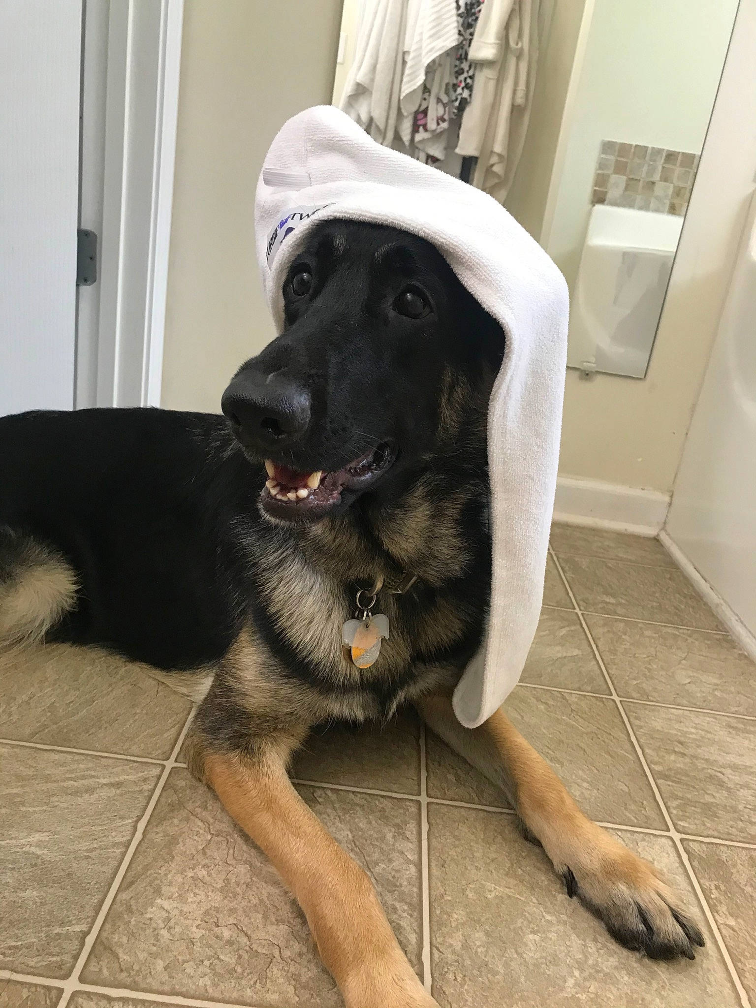 Luna is registered to the contest to win money with this photo: canidae, carnivore, dog, dog_breed, fawn, german_shepherd_dog, mammal, snout, sporting_group, tail, vertebrate