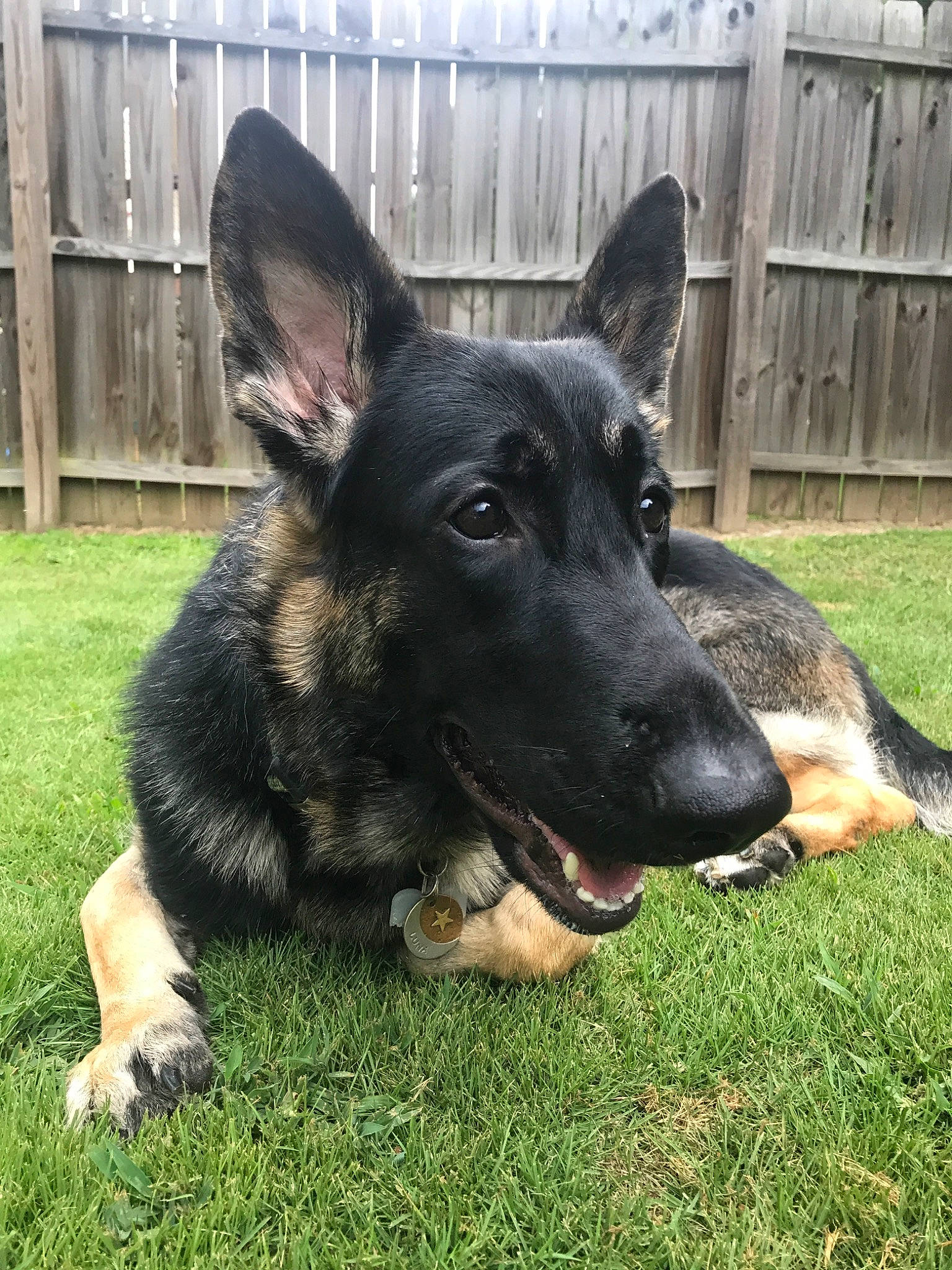 Luna joined the competition — help win amazing prizes! canidae, carnivore, dog, dog_breed, east_european_shepherd, german_shepherd_dog, grass, king_shepherd, kunming_wolfdog, mammal, old_german_shepherd_dog, rare_breed_dog, shiloh_shepherd_dog, snout, vertebrate