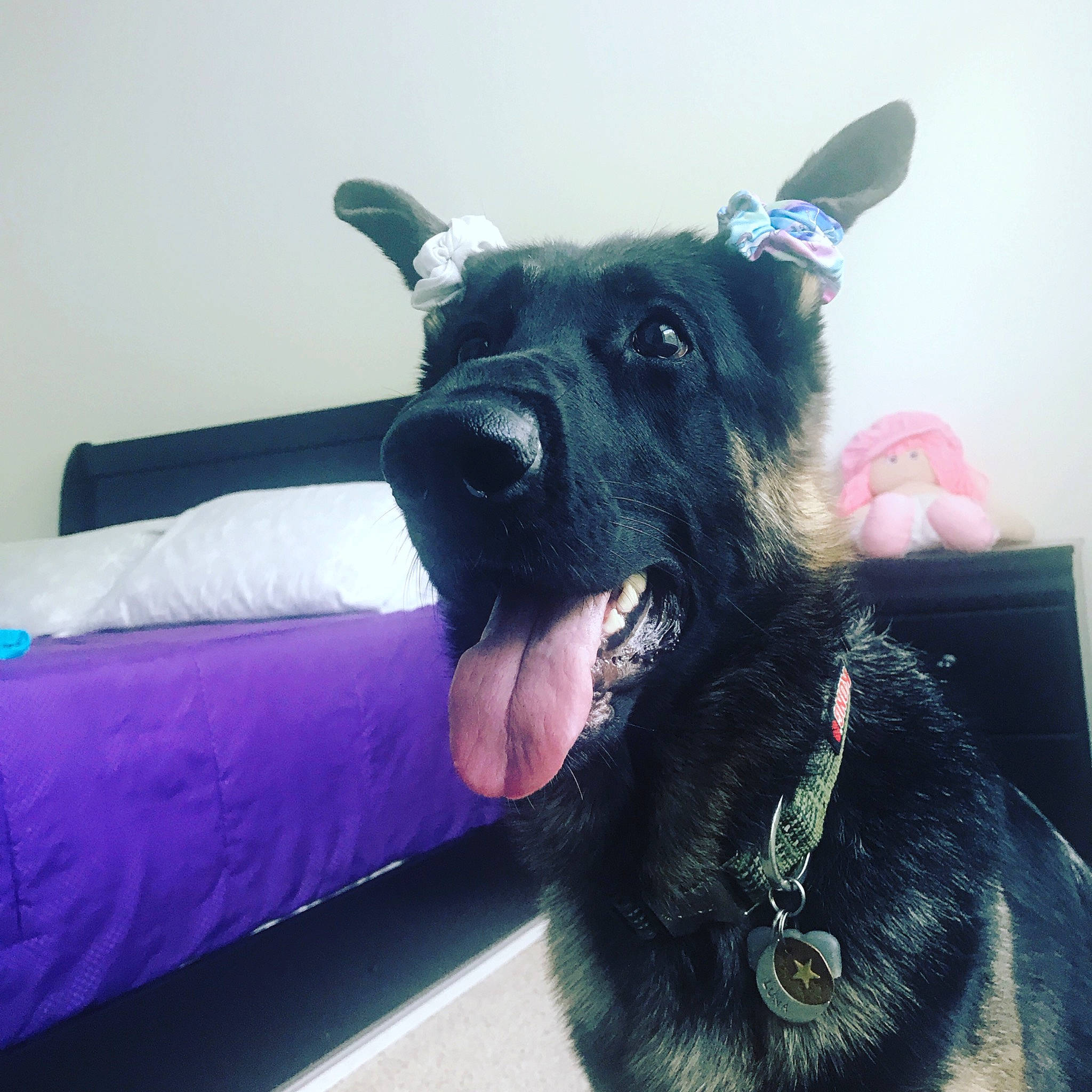 Luna joined the competition — help win amazing prizes! canidae, carnivore, companion_dog, dog, dog_breed, dog_collar, ear, giant_schnauzer, guard_dog, mammal, miniature_schnauzer, nose, patterdale_terrier, puppy, schnauzer, snout, sporting_group, standard_schnauzer, terrier, vertebrate