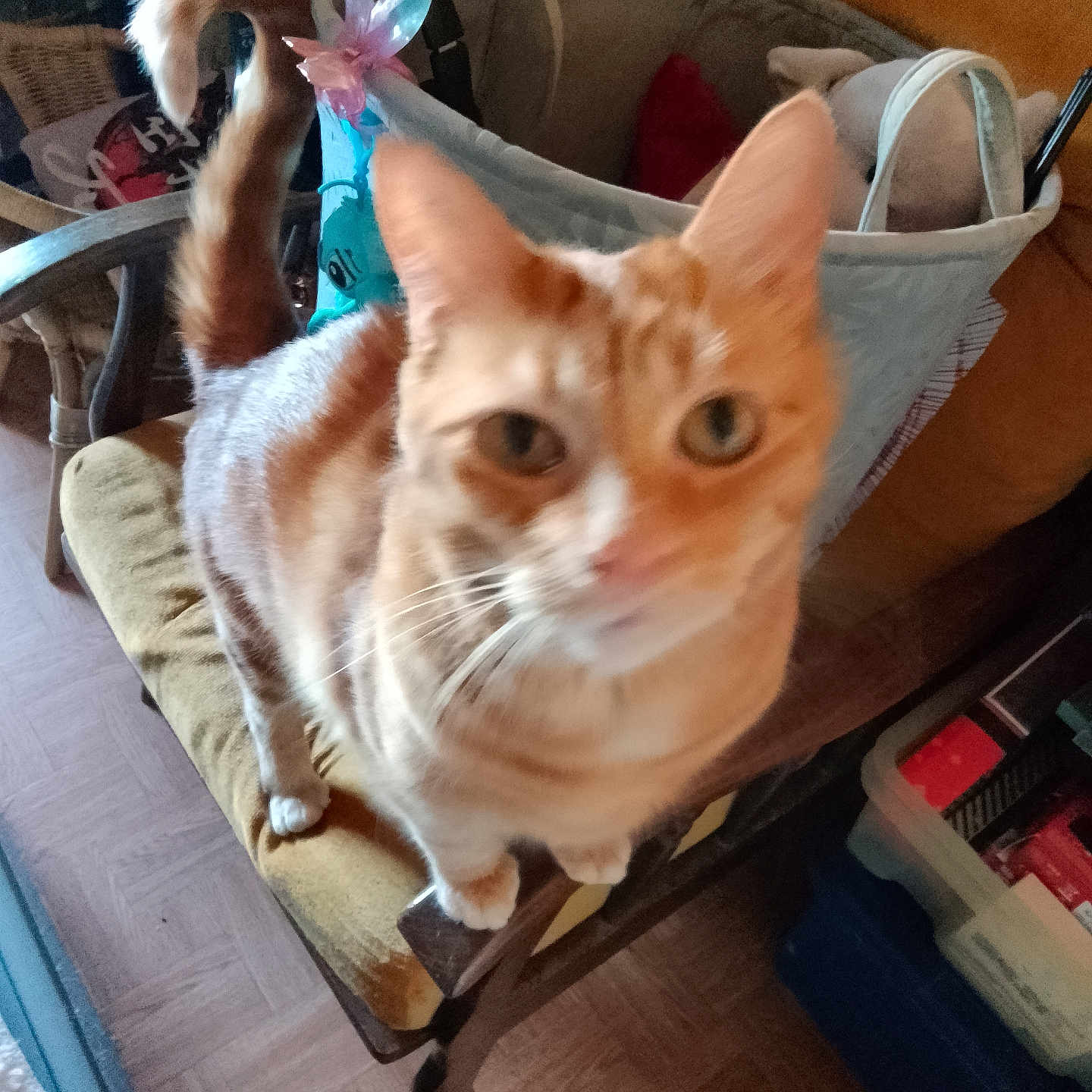 Roucky participe au concours pour gagner de l'argent avec cette photo : cat, orange_tabby, chair, indoor, furniture, curious, pet, blurred, whiskers, tail, floor, household_items, cushion, wooden_chair, domestic, animal, closeup, feline, looking, background