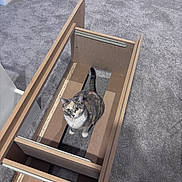 Frost joined the competition — help win amazing prizes! cat, calico_cat, carpet, wood, drawer, furniture, indoor, pet, animal, curious, looking_up, assembly, floor, home, gray_carpet, wooden_frame, domestic_cat, sitting, feline, household