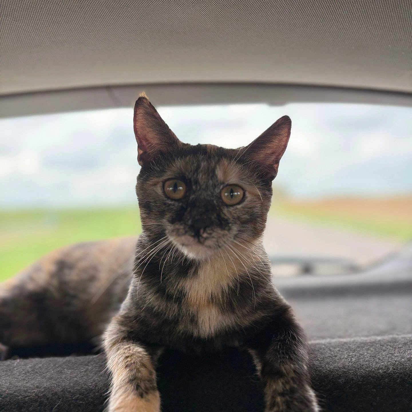 Mimi participe au concours pour gagner de l'argent avec cette photo : animal, blurred_background, car_interior, cat, closeup, curious, ears, feline, fur, indoor, paws, pet, portrait, rear_window, relaxed, resting, road_trip, soft_surface, tortoiseshell, whiskers