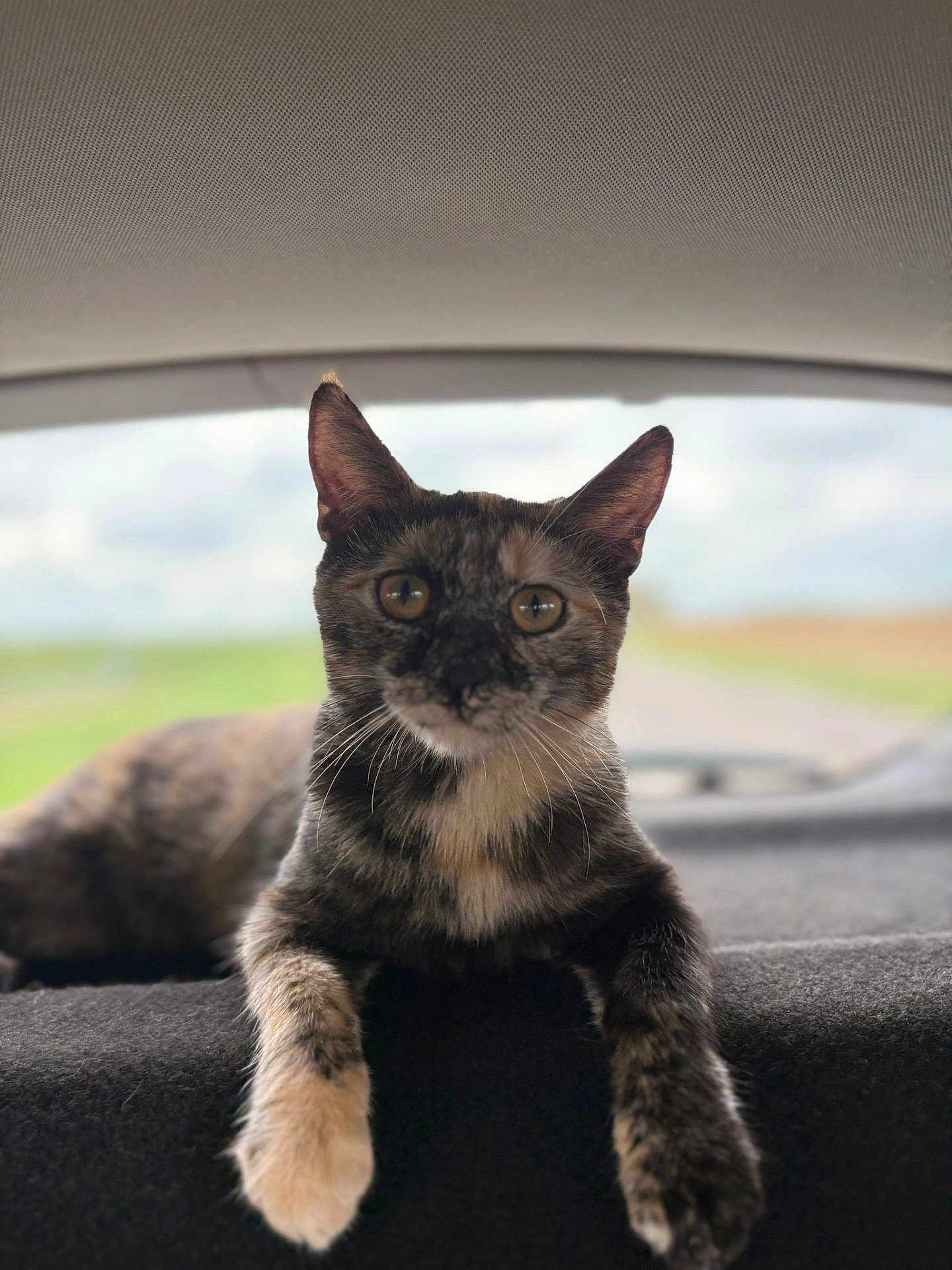 Mimi participe au concours pour gagner de l'argent avec cette photo : cat, tortoiseshell, animal, pet, feline, ears, whiskers, paws, fur, indoor, car_interior, rear_window, blurred_background, resting, curious, portrait, closeup, soft_surface, road_trip, relaxed