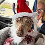 dog, pet, car_interior, blanket, hat, christmas_hat, bow_tie, woman, glasses, smiling, indoor, close_up, holiday, festive, seat, window, seatbelt, fur, animal, cute