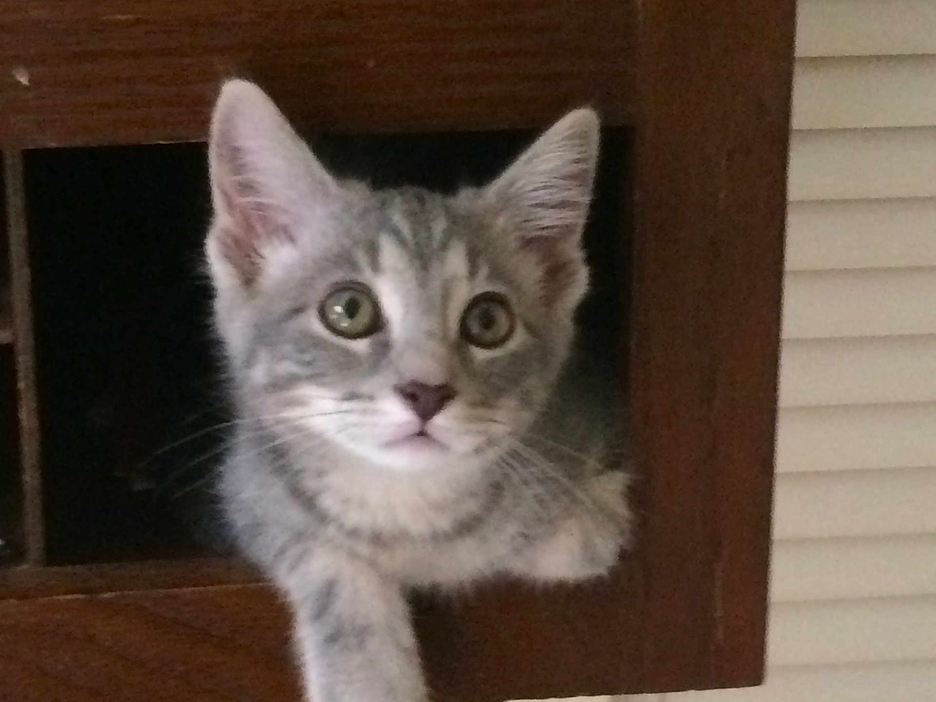 Mimi
