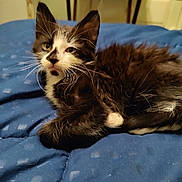 Onyx is registered to the contest to win money with this photo: animal, black_and_white, blanket, blue, cat, cozy, cute, cute_pet, domestic, feline, fur, indoor, kitten, pet, portrait, resting, sleepy, small, whiskers, young