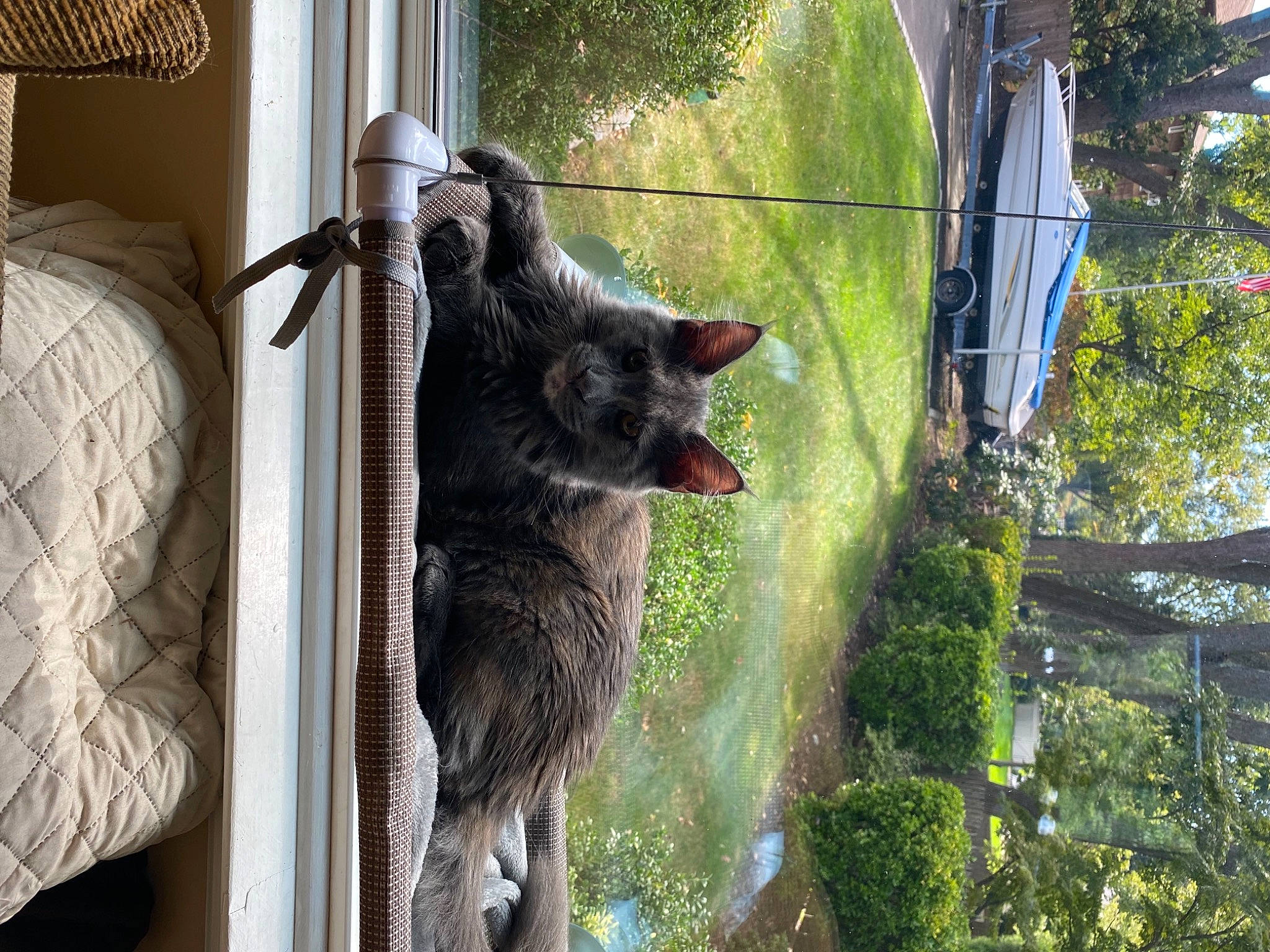 Zena joined the competition — help win amazing prizes! canidae, carnivore, felidae, fur, plant, silver_fox, small_to_medium_sized_cats, snout, tail, terrestrial_animal, tree, trunk, whiskers, wildlife, window, working_animal, zoo