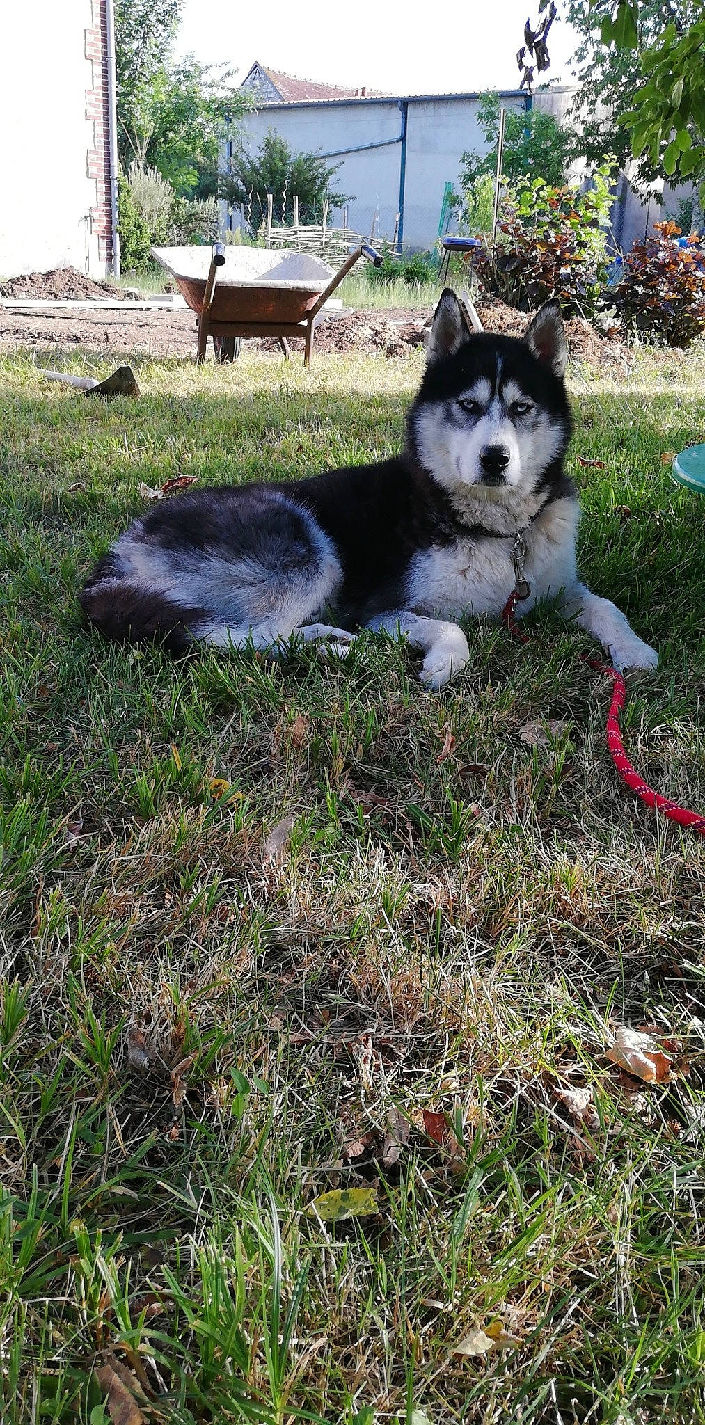 Nanouk a rejoint le concours — aidez-le/la à gagner de superbes lots ! alaskan_klee_kai, alaskan_malamute, canadian_eskimo_dog, canidae, carnivore, dog, dog_breed, east_siberian_laika, grass, greenland_dog, lapponian_herder, mammal, native_american_indian_dog, rare_breed_dog, sakhalin_husky, seppala_siberian_sleddog, siberian_husky, sled_dog, vertebrate, wolfdog