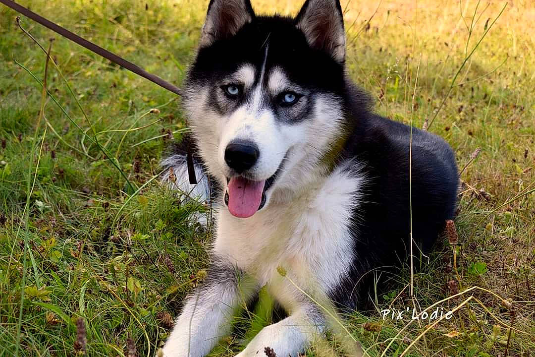 Nanouk a rejoint le concours — aidez-le/la à gagner de superbes lots ! alaskan_malamute, canadian_eskimo_dog, canidae, carnivore, dog, dog_breed, east_siberian_laika, greenland_dog, mammal, native_american_indian_dog, northern_inuit_dog, sakhalin_husky, seppala_siberian_sleddog, siberian_husky, sled_dog, snout, tamaskan_dog, vertebrate, west_siberian_laika, wolfdog