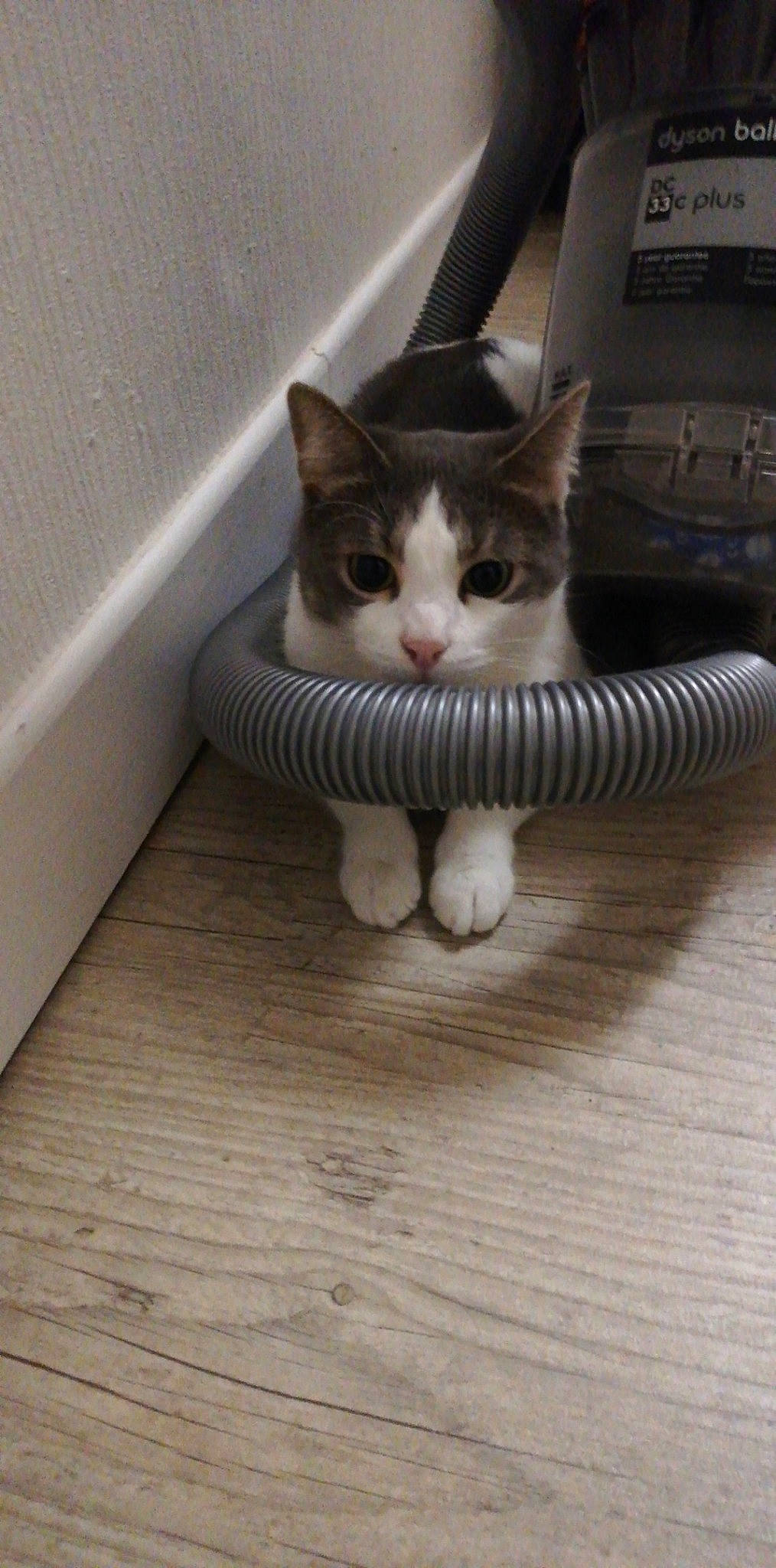 Amy participe au concours pour gagner de l'argent avec cette photo : aegean_cat, american_wirehair, asian, carnivore, cat, domestic_short_haired_cat, european_shorthair, fawn, felidae, floor, flooring, kitten, ojos_azules, paw, polydactyl_cat, small_to_medium_sized_cats, tabby_cat, tail, whiskers, wood