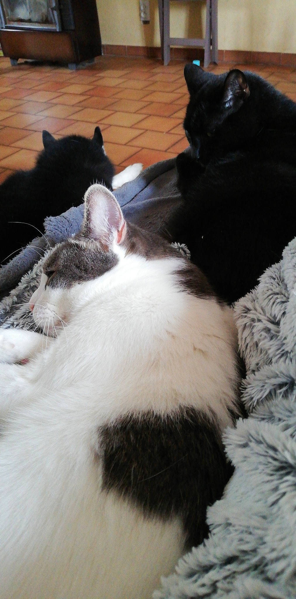 Amy participe au concours pour gagner de l'argent avec cette photo : black_and_white, black_cat, carnivore, cat, claw, ear, felidae, fur, kitten, polydactyl_cat, small_to_medium_sized_cats, tail, whiskers