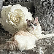 Gracie joined the competition — help win amazing prizes! cat, fluffy_cat, blue_eyes, white_cat, gray_cat, couch, decorative_pillow, flower_pillow, furry_pillow, indoor, pet, relaxed, lying_down, cozy, home, patterned_fabric, closeup, portrait, domestic_cat, curious