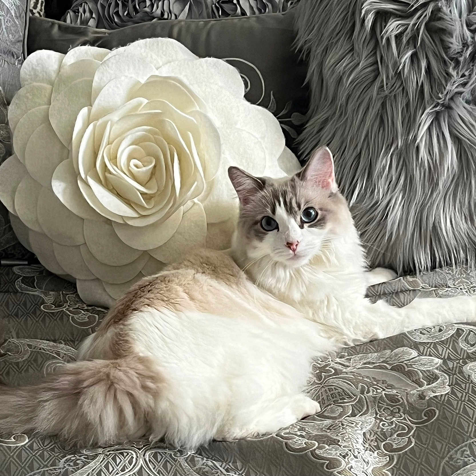 Gracie joined the competition — help win amazing prizes! blue_eyes, cat, closeup, couch, cozy, curious, decorative_pillow, domestic_cat, flower_pillow, fluffy_cat, furry_pillow, gray_cat, home, indoor, lying_down, patterned_fabric, pet, portrait, relaxed, white_cat