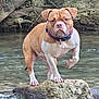dog, water, rock, stream, outdoor, animal, nature, brown, white, collar, pet, paw, tree, river, canine, mammal, fur, standing, wildlife, landscape