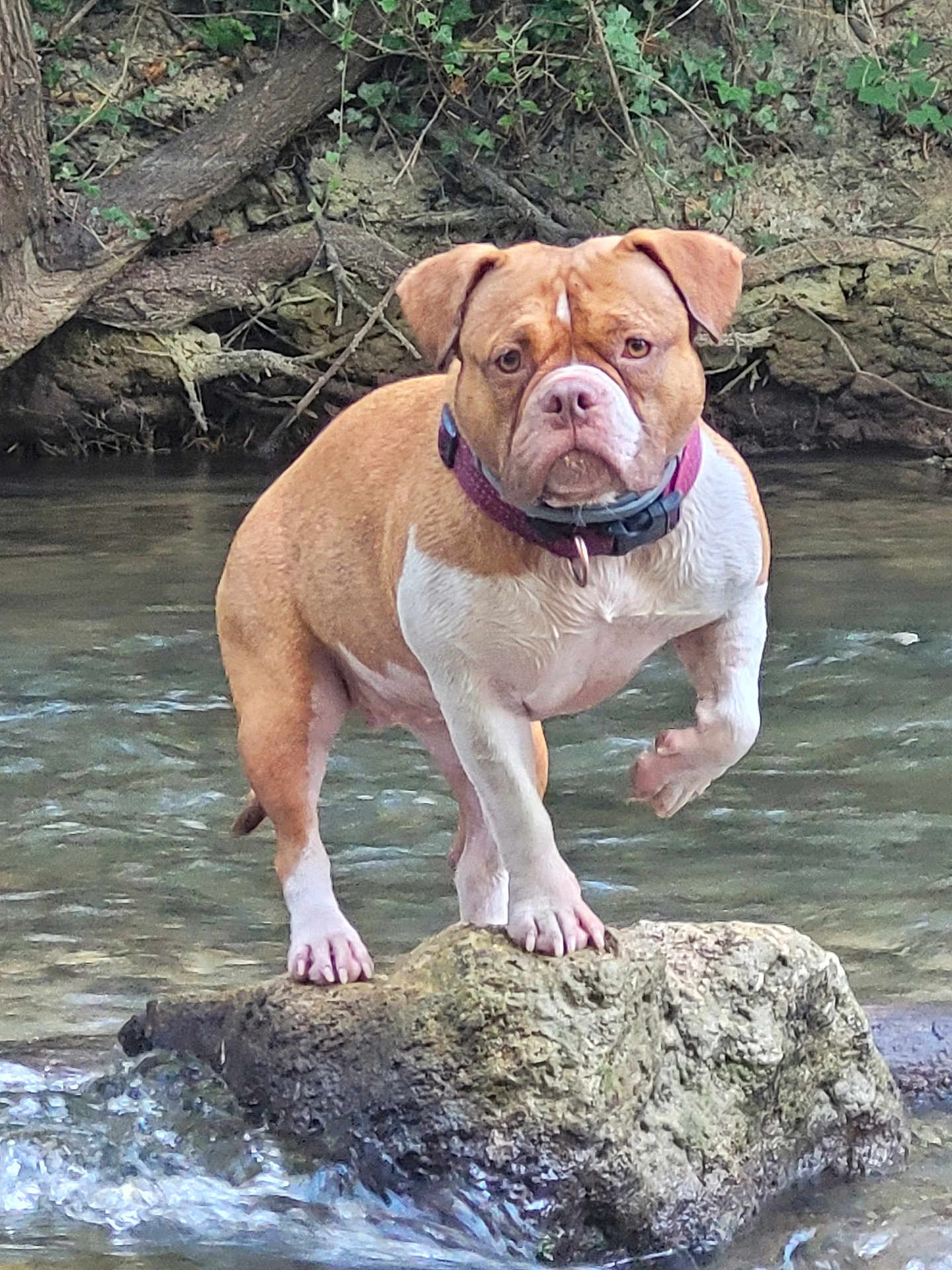 Savana a rejoint le concours — aidez-le/la à gagner de superbes lots ! dog, water, rock, stream, outdoor, animal, nature, brown, white, collar, pet, paw, tree, river, canine, mammal, fur, standing, wildlife, landscape