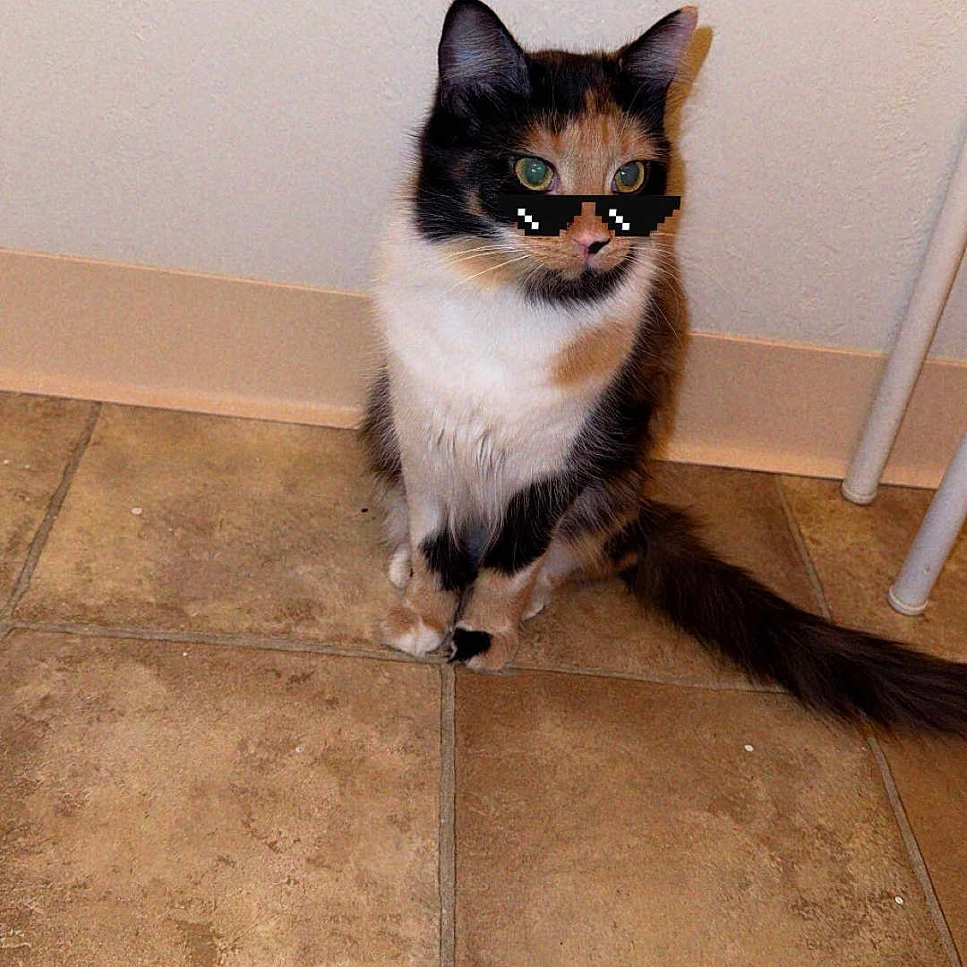 Ruby is registered to the contest to win money with this photo: animal, calico_cat, cat, companion, cool, cute, domestic_animal, floor, funny, fur, indoor, pet, pixel_art, playful, sitting, sunglasses, tail, tile_floor, wall, whiskers