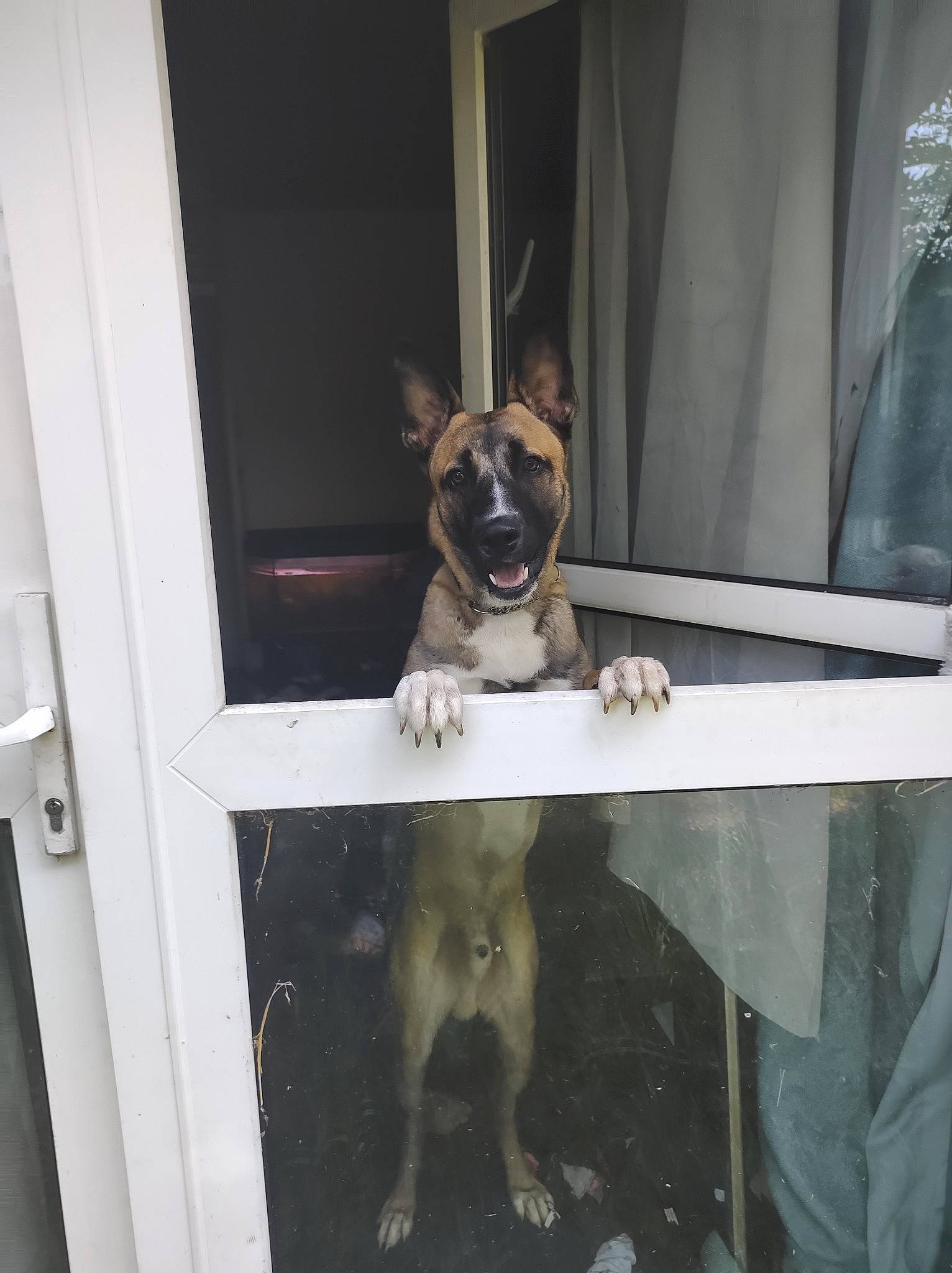 Pup joined the competition — help win amazing prizes! canidae, carnivore, collar, companion_dog, curtain, dog, dog_breed, dog_collar, dog_supply, door, eyewear, fawn, home_door, pet_supply, snout, sporting_group, toy_dog, whiskers, window, working_animal