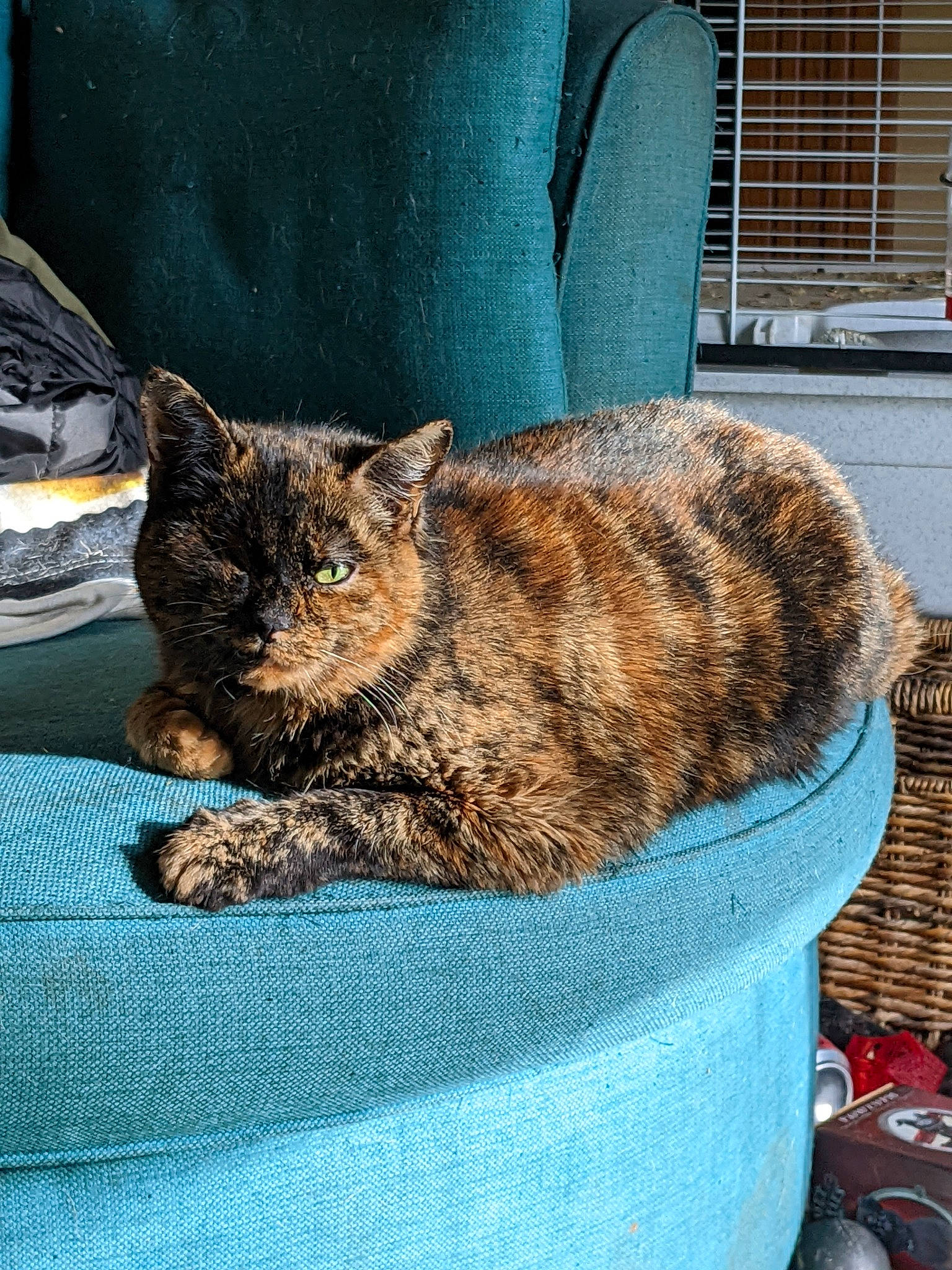 Beauty joined the competition — help win amazing prizes! basket, carnivore, cat, cat_supply, claw, comfort, domestic_short_haired_cat, felidae, fur, knitting, linens, mammal, nap, sitting, sleep, small_to_medium_sized_cats, snout, tail, terrestrial_animal, whiskers