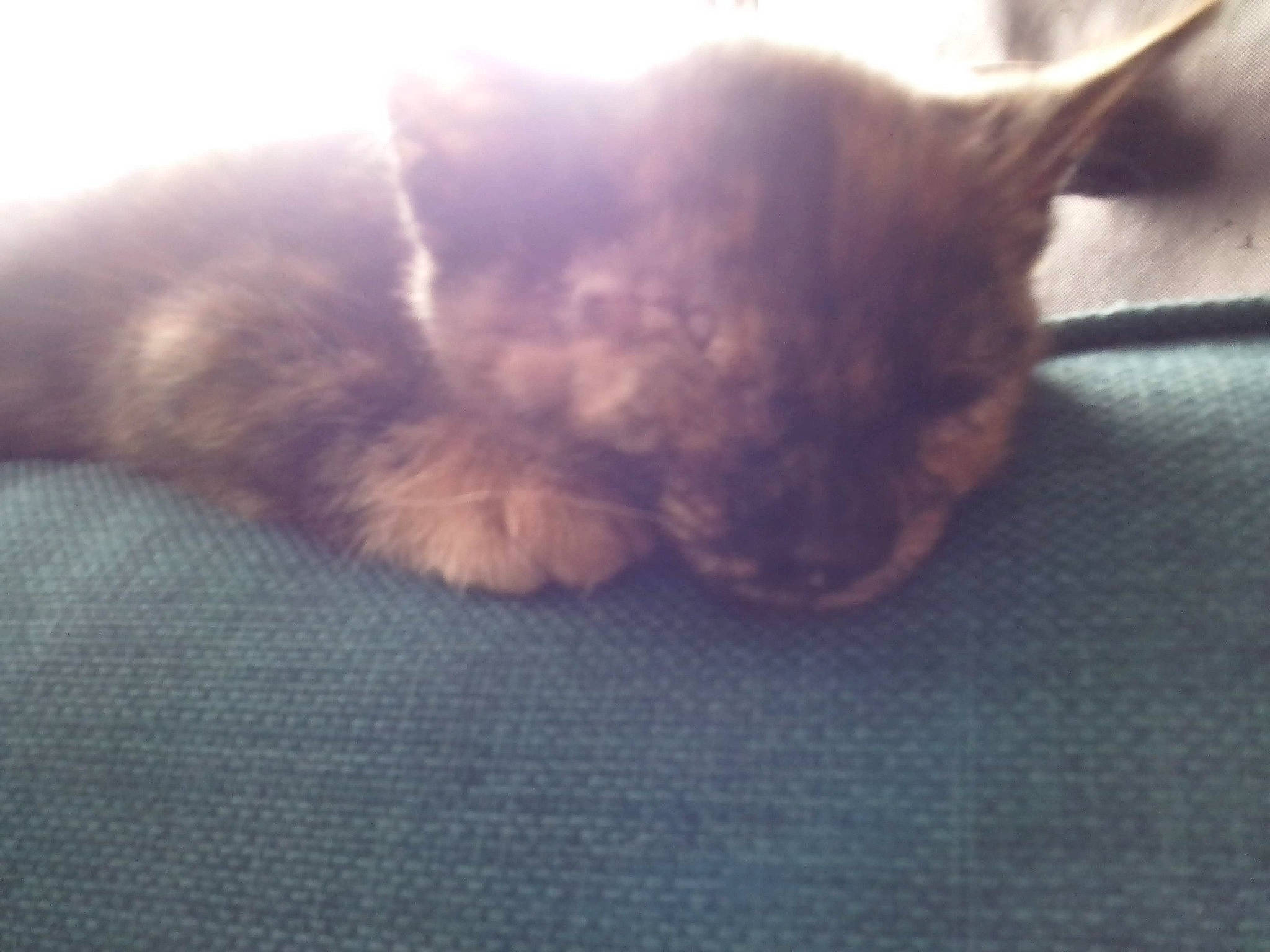 Beauty is registered to the contest to win money with this photo: canidae, carnivore, cat, claw, cloud, comfort, domestic_short_haired_cat, eye, fawn, felidae, fur, human_leg, nap, paw, sky, sleep, small_to_medium_sized_cats, snout, tail, whiskers