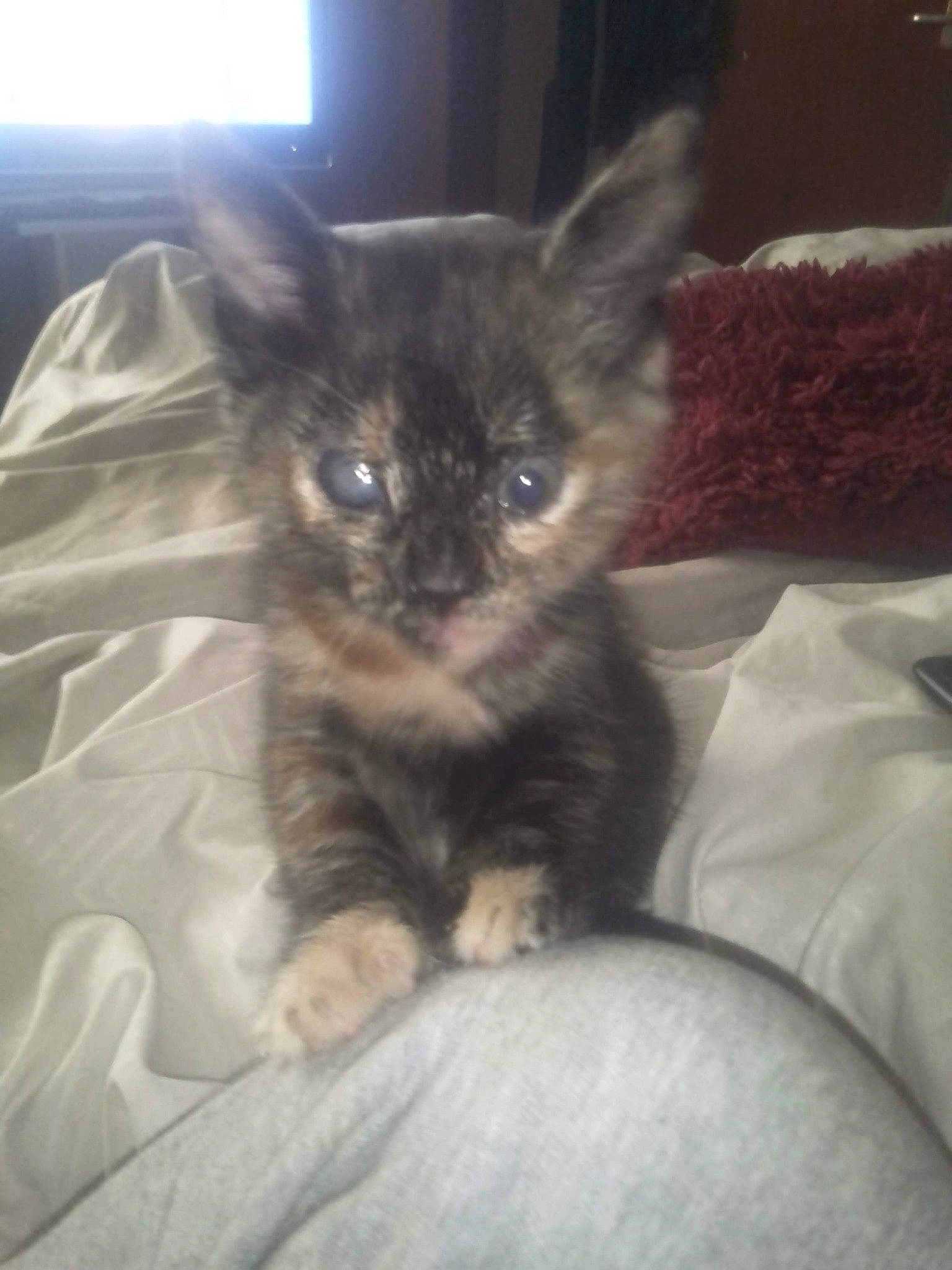 Beauty joined the competition — help win amazing prizes! bed, black_cat, carnivore, cat, claw, comfort, companion_dog, dog_breed, domestic_short_haired_cat, fawn, felidae, fur, paw, sitting, small_to_medium_sized_cats, tail, terrestrial_animal, whiskers