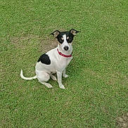 Dixie is registered to the contest to win money with this photo: dog, canine, pet, black_and_white, sitting, grass, outdoors, red_collar, animal, portrait, looking_at_camera, small_dog, lawn, park, natural_light, tail, ears, paws, backyard, photography