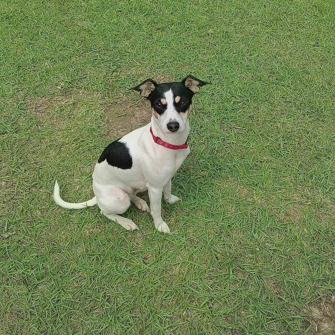 Dixie
