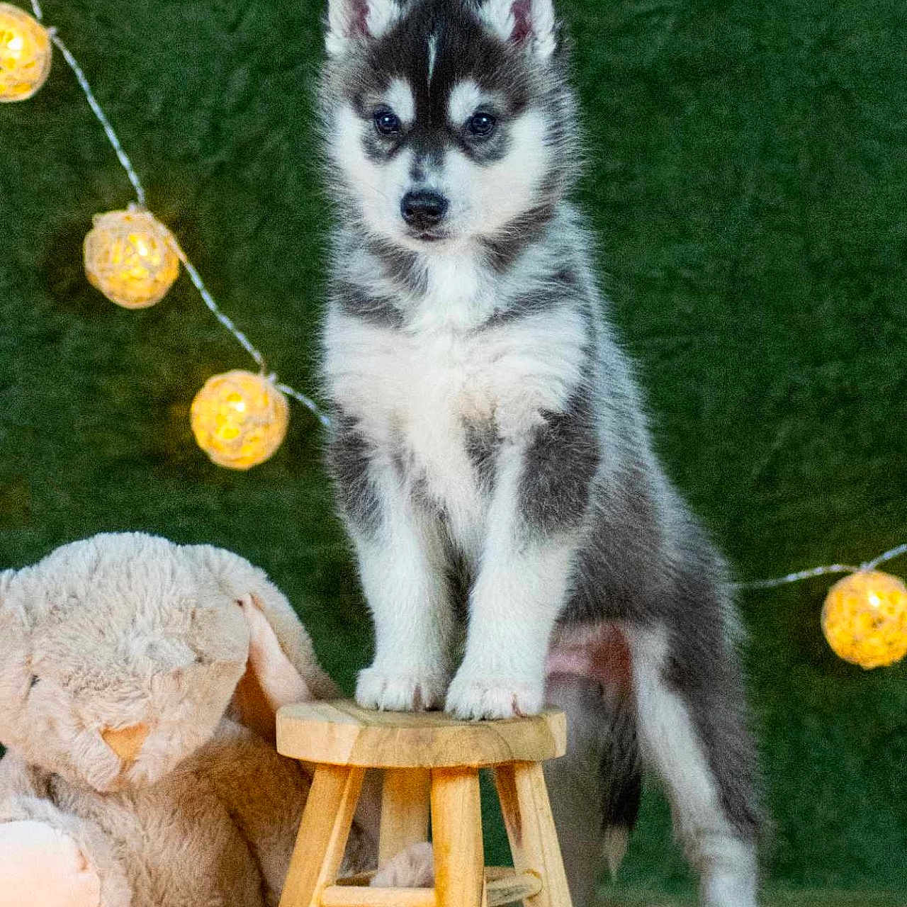 Tshensi a rejoint le concours — aidez-le/la à gagner de superbes lots ! animal, barstool, canine, cat, christmas, christmasdecorations, christmastree, dog, eskimodog, festival, furniture, husky, kitten, pet, puppy, teddybear, toy