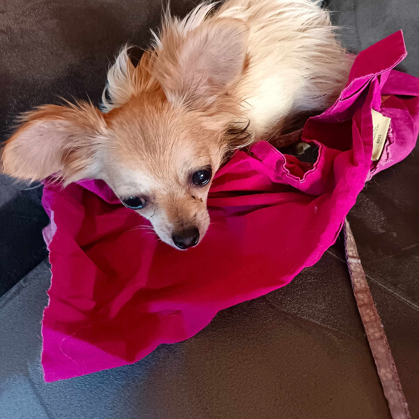 Vladi a rejoint le concours — aidez-le/la à gagner de superbes lots ! accessories, animal, bag, canine, clothing, coat, cockerspaniel, dog, handbag, hood, jacket, knitwear, papillon, person, pet, puppy, raincoat, strap, sweater, sweatshirt