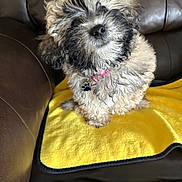 Maggie is registered to the contest to win money with this photo: animal, companion, cozy, curious, curly_fur, cute, dog, domestic, fur, furniture, indoor, leather_couch, looking_up, pet, pink_collar, portrait, puppy, sitting, small_dog, yellow_blanket