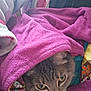 Pollypocket is registered to the contest to win money with this photo: cat, animal, pet, feline, blanket, pink, cozy, indoor, closeup, fur, cute, eyes, resting, comfort, soft, warm, domestic, head, snuggled, relaxed