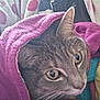 Pollypocket is registered to the contest to win money with this photo: cat, tabby, blanket, purple, person, polka_dot, robe, cozy, indoor, pet, fur, whiskers, curious, close_up, face, animal, comfort, warmth, resting, cute