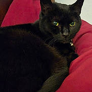 Eva is registered to the contest to win money with this photo: animal, bell, black_cat, cat, close_up, collar, cushion, cute, domestic_cat, feline, fur, green_eyes, indoor, mammal, pet, portrait, red_cushion, relaxing, resting, whiskers