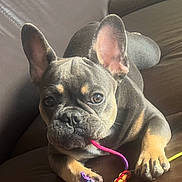 Bella a rejoint le concours — aidez-le/la à gagner de superbes lots ! dog, french_bulldog, puppy, toy, rope_toy, brown_couch, leather_couch, indoor, pet, playful, cute, animal, canine, paw, ears, face, snout, light, shadow, relaxing
