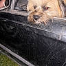 Toby is registered to the contest to win money with this photo: dog, car, black_car, scratches, dirty, side_mirror, foot, window, pet, animal, outdoor, grass, close_up, fur, canine, vehicle, door, reflection, scruffy, looking_out