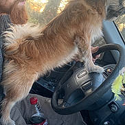 Toby joined the competition — help win amazing prizes! dog, man, car, steering_wheel, beard, hat, window, sunlight, camo, pants, bottle, pet, animal, vehicle, interior, hand, casual, seat, driving, brown_dog
