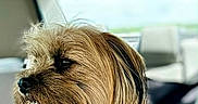 Toby is registered to the contest to win money with this photo: dog, pet, car_interior, fur, side_view, window, seat, canine, animal, portrait, fluffy, brown_fur, long_hair, domestic_animal, looking_away, transportation, travel, companion, sitting, calm