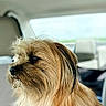 dog, pet, car_interior, fur, side_view, window, seat, canine, animal, portrait, fluffy, brown_fur, long_hair, domestic_animal, looking_away, transportation, travel, companion, sitting, calm