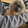 Toby joined the competition — help win amazing prizes! dog, pet, car, rain, window, person, lap, fur, brown, grey_jacket, casual_clothing, interior, raindrops, cozy, companion, small_dog, seated, animal, indoors, relaxed