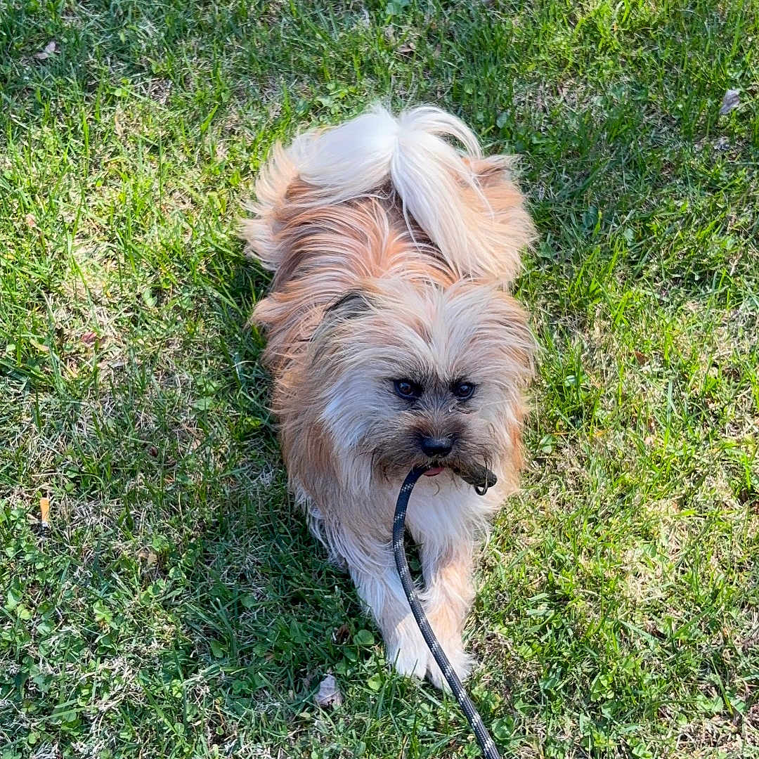 Toby