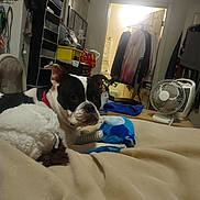 Phoebe Schlotthauer joined the competition — help win amazing prizes! dog, indoor, blanket, plush_toy, fan, clothing, bedroom, storage, door, light, red_collar, furniture, pet, relaxing, toy, household, black_and_white, cozy, resting, casual