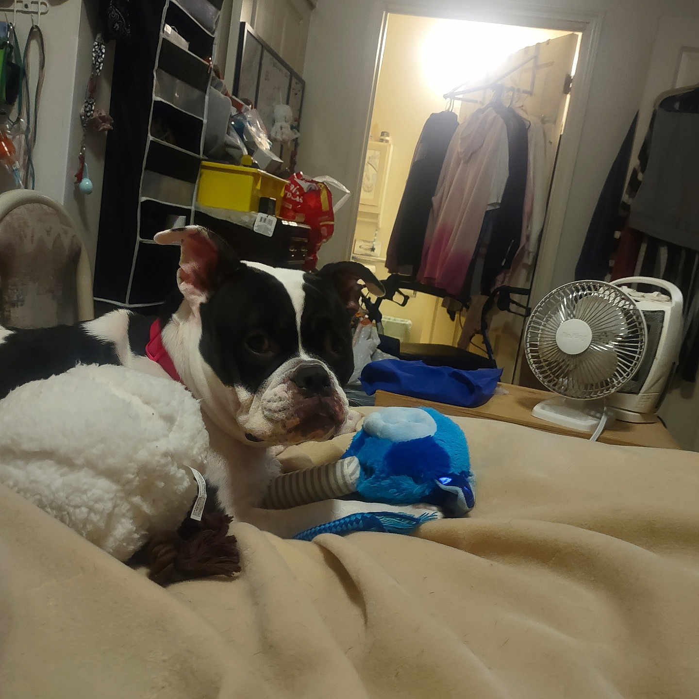 Phoebe Schlotthauer joined the competition — help win amazing prizes! dog, indoor, blanket, plush_toy, fan, clothing, bedroom, storage, door, light, red_collar, furniture, pet, relaxing, toy, household, black_and_white, cozy, resting, casual