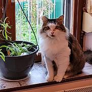 Hermes participe au concours pour gagner de l'argent avec cette photo : cat, cozy, curtain, domestic, flower_pot, fur, houseplant, indoor, looking_at_camera, paws, pet, plant, radiator, sitting, string, tabby, whiskers, white_fur, window, windowsill