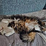 Hermes participe au concours pour gagner de l'argent avec cette photo : bedding, belly_up, blanket, cat, couch, cozy, domestic_cat, fluffy, fur, indoor, long_hair, napping, paws, pet, pillow, relaxed, sleeping, tabby, tail, whiskers