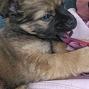 Zéko a rejoint le concours — aidez-le/la à gagner de superbes lots ! blanket, chewing, close_up, couch, cozy, dog, eye, face, fur, glasses, indoor, nose, paw, person_partial, pet, portrait, puppy, ribbon, snuggle, sofa