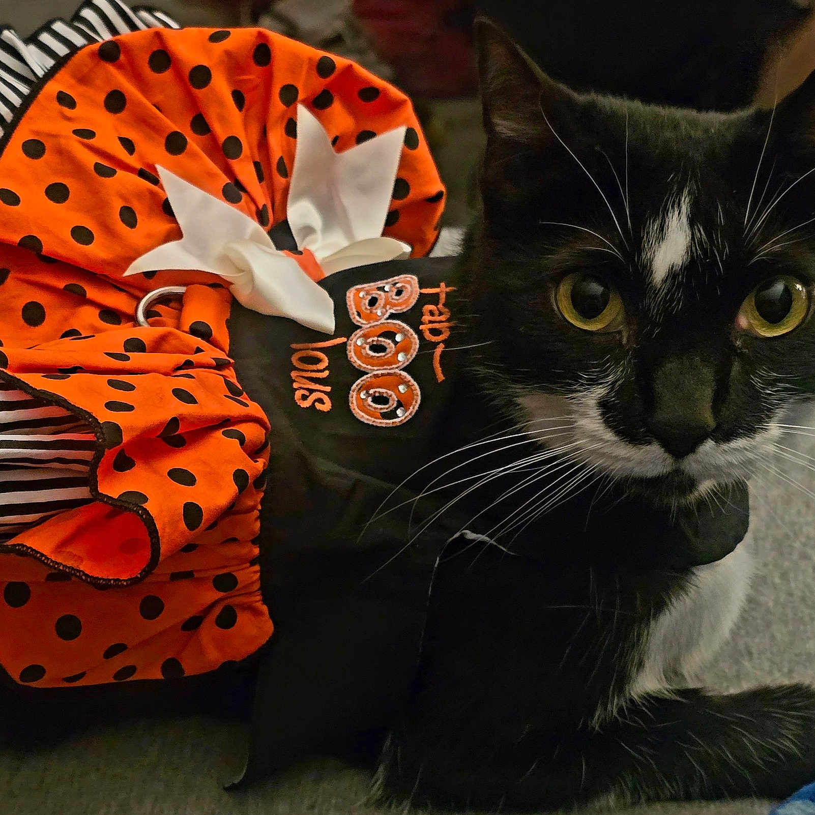 Baby joined the competition — help win amazing prizes! animal, black_and_white, bow, cat, closeup, clothing, costume, cute, fabric, fur, indoor, mammal, orange, pet, polka_dots, resting, sitting, soft_surface, whiskers, yellow_eyes