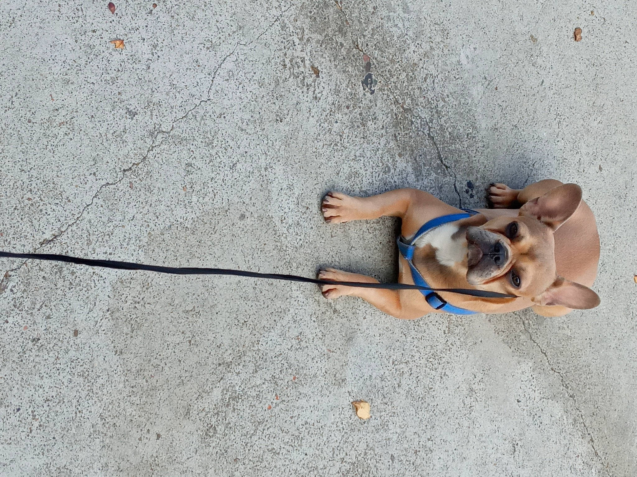 Daisy is registered to the contest to win money with this photo: art, asphalt, carnivore, companion_dog, concrete, dog, dog_breed, fawn, foot, fun, human_leg, leash, leg, road_surface, sand, shadow, sidewalk, sunglasses, tail, working_animal